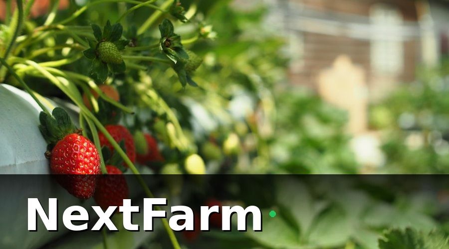 NextFarm — Tại Sao Trồng Dâu Tây Cần Công Nghệ Cao?