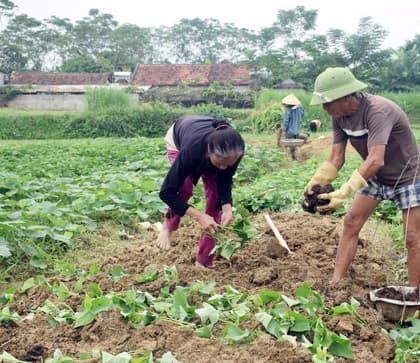 cách trồng khoai lang