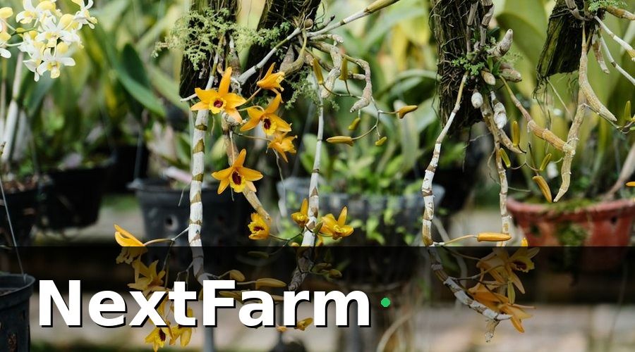 NextFarm — Tại Sao Trồng Lan Công Nghệ Là Xu Hướng Không Thể Bỏ Qua