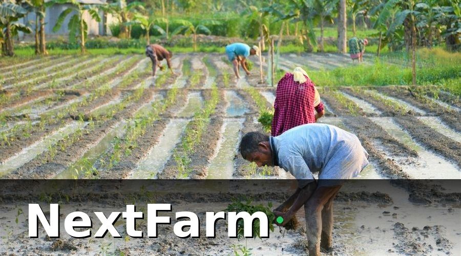 NextFarm — 2. Kỹ Thuật Trồng Măng Cụt Từng Bước
