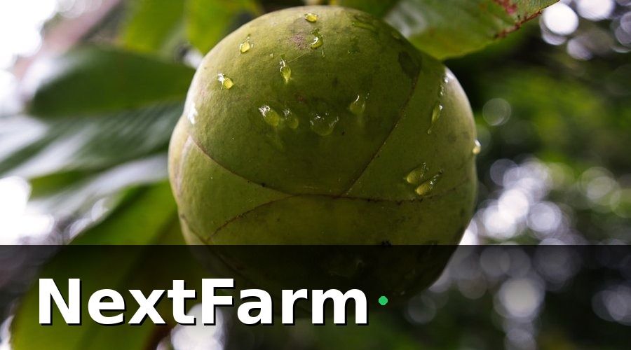 NextFarm — 3. Sâu Bệnh Thường Gặp Trên Cây Măng Cụt