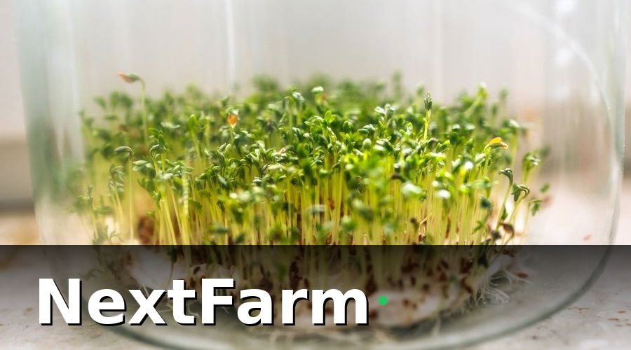 NextFarm — 1. Tại Sao Trồng Rau Mầm Trong Nhà Ngày Càng Được Ưa Chuộng?