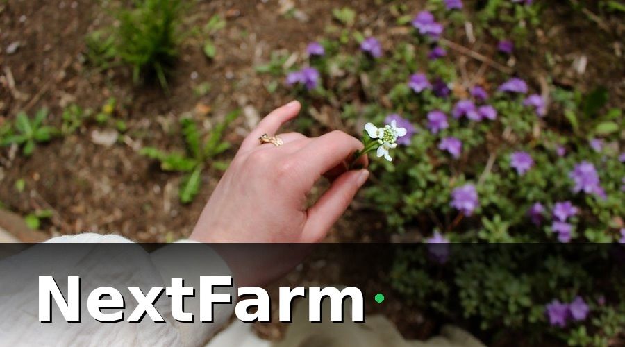 NextFarm — 2. Quy Trình Kỹ Thuật Trồng Rau Mầm Trong Nhà Từng Bước