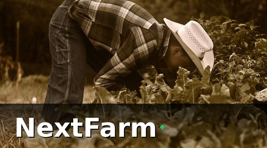 NextFarm — 2. Kỹ Thuật Chăm Sóc Thanh Long Theo Từng Giai Đoạn