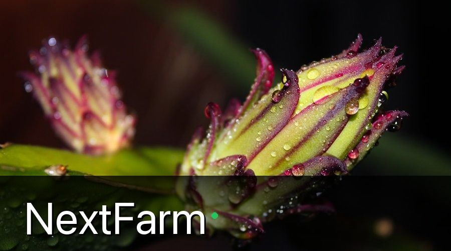 NextFarm — 1. Đặc Điểm Của Thanh Long Ruột Đỏ Cần Nắm Trước Khi Trồng