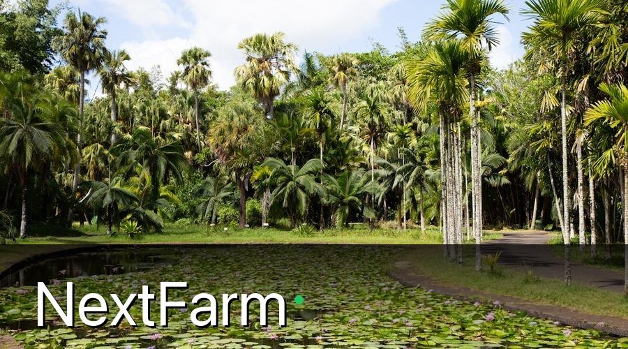 NextFarm — 2. Chuẩn Bị Đất Và Thiết Kế Vườn Trồng Thanh Long