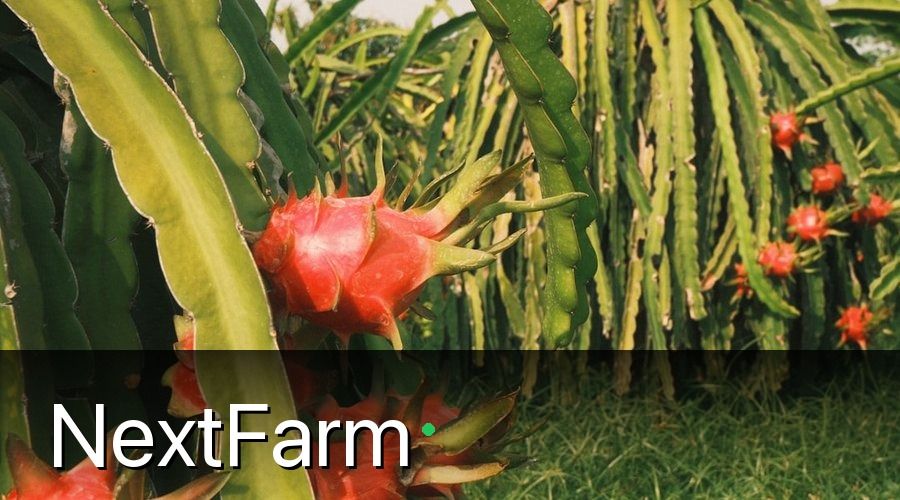 NextFarm — 3. Kỹ Thuật Chăm Sóc Thanh Long Ruột Đỏ Theo Từng Giai Đoạn