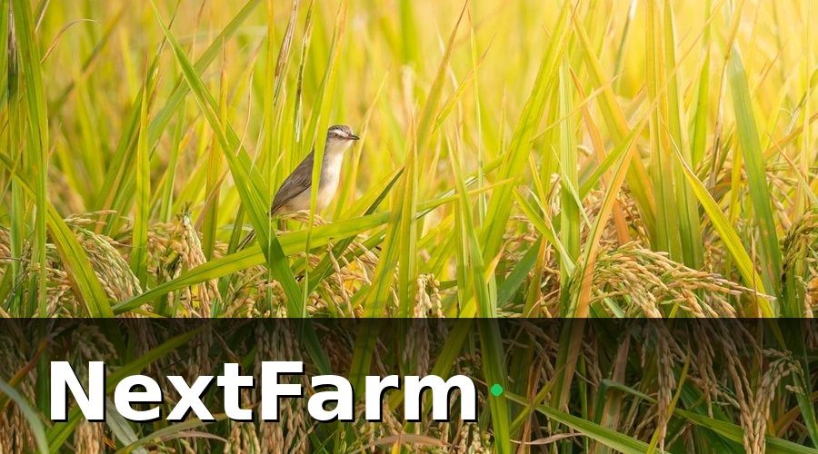 NextFarm — Tại sao truy xuất nguồn gốc lúa gạo lại quan trọng hơn bao giờ hết?