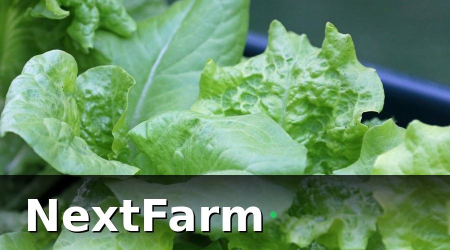 NextFarm — Truy Xuất Nguồn Gốc Rau Thủy Canh Là Gì?