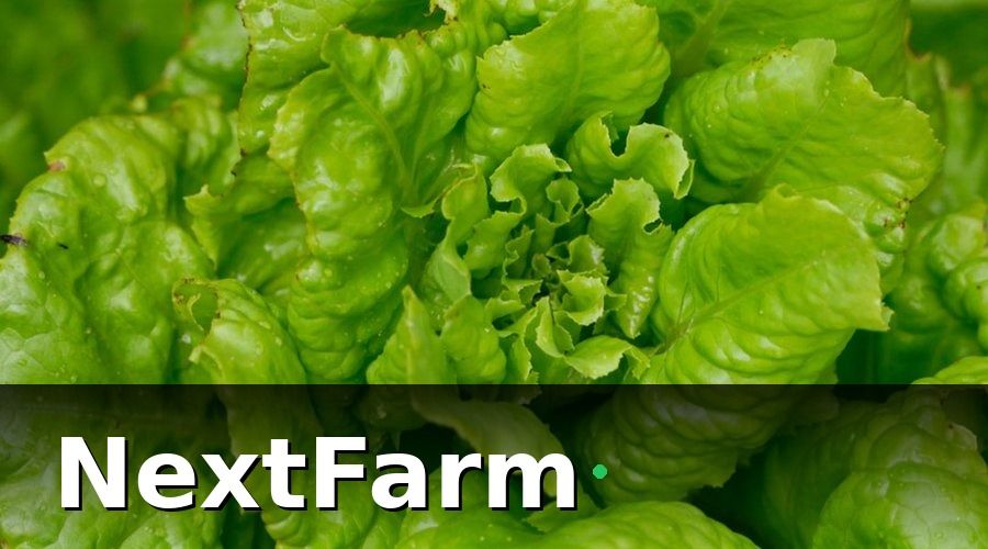 NextFarm — Tại sao thủy canh lại cần truy xuất nguồn gốc?