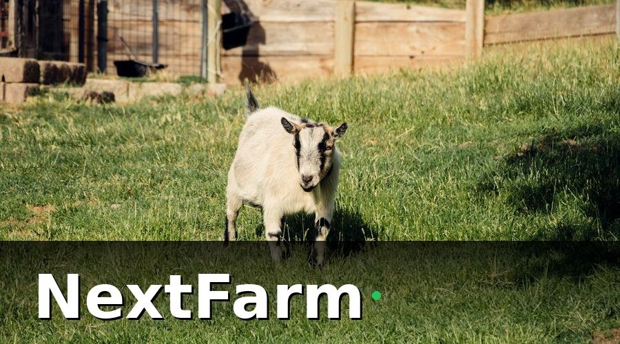 NextFarm — Truy Xuất Nguồn Gốc Là Gì Và Tại Sao Trang Trại Dê Cừu Cần Làm?