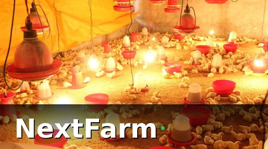 NextFarm — Truy Xuất Nguồn Gốc Là Gì Và Tại Sao Trang Trại Gà Cần?