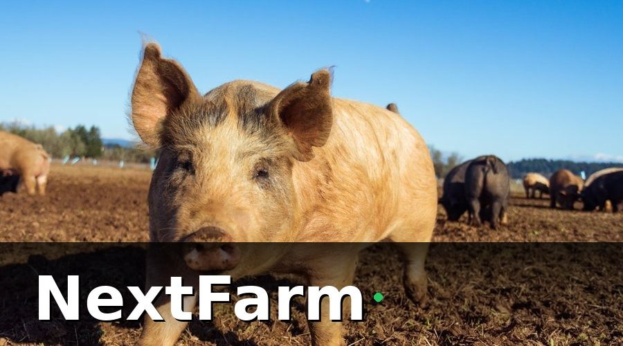 NextFarm — Tại Sao Truy Xuất Nguồn Gốc Bắt Buộc Với Trang Trại Nuôi Heo?