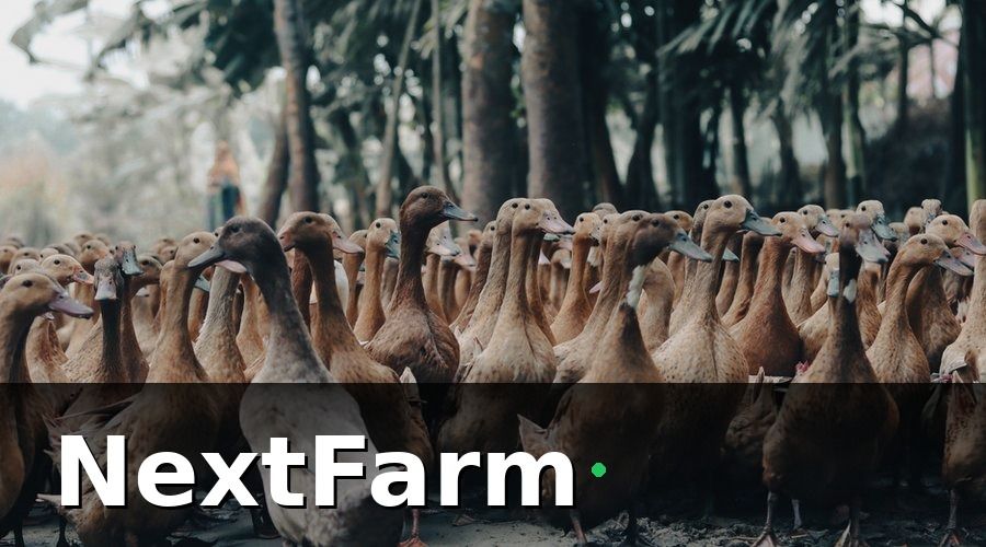 NextFarm — Tại Sao Trang Trại Vịt Ngan Cần Truy Xuất Nguồn Gốc?