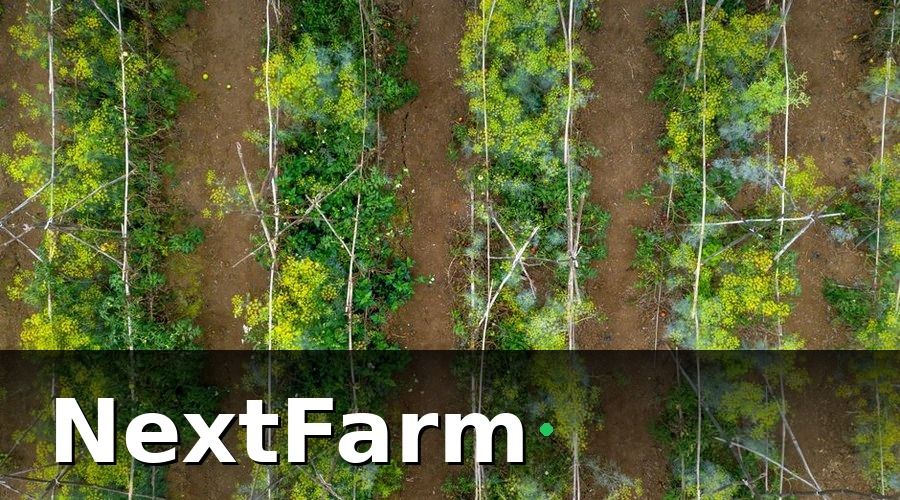 NextFarm — Tại sao vườn cây ăn quả bắt buộc phải có truy xuất nguồn gốc?