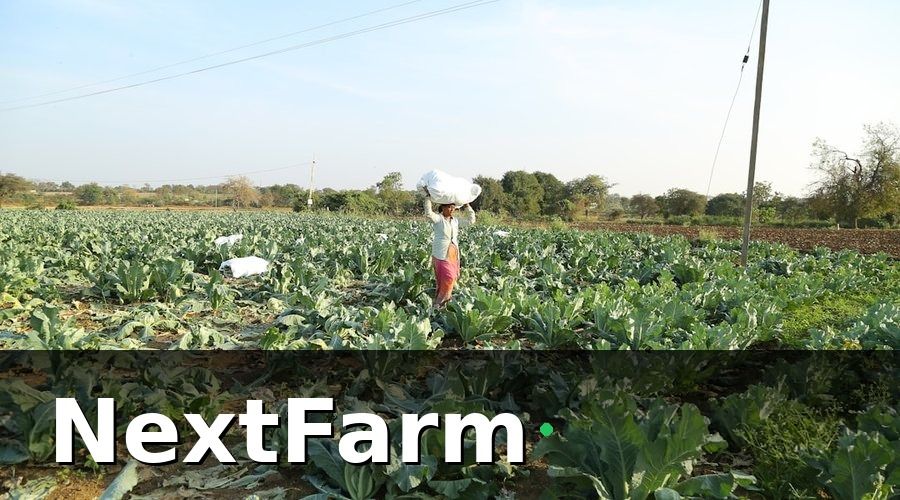 NextFarm — Chuẩn VietGAP vs. GlobalGAP: vườn tiêu nên chọn gì trước?