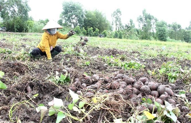 cách trồng khoai lang