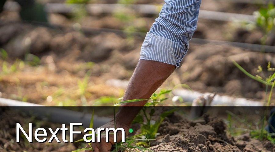 NextFarm — Hướng Dẫn Lắp Đặt Tưới Nhỏ Giọt Cho Cây Ăn Quả (Từng Bước)