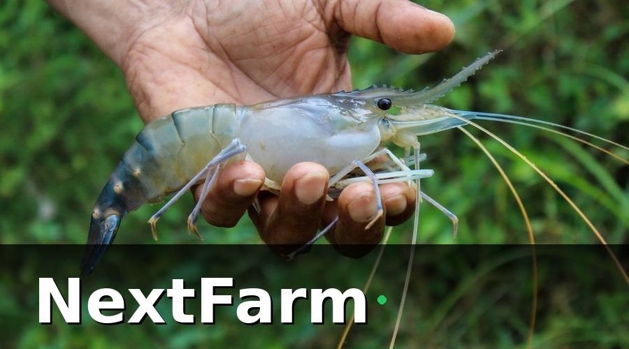 NextFarm — Các gói vốn vay ngân hàng phổ biến cho nuôi thủy sản