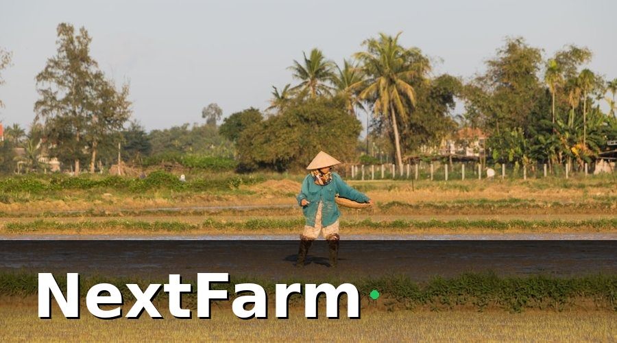 NextFarm — Tại sao vay vốn ngân hàng cho lúa nước lại khó hơn các loại cây trồng khác?