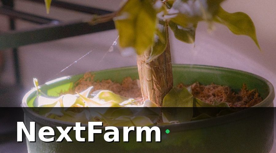 NextFarm — Vì sao vay vốn ngân hàng cho rau thủy canh khó hơn mô hình truyền thống?