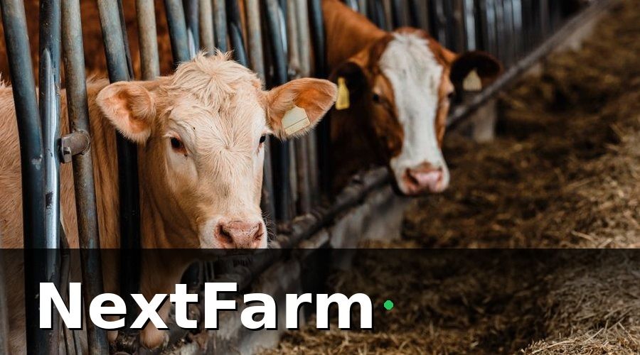 NextFarm — Tại sao trang trại bò thịt khó vay vốn ngân hàng?