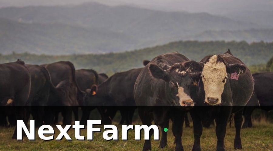 NextFarm — Các gói vốn vay ngân hàng phổ biến cho trang trại bò thịt