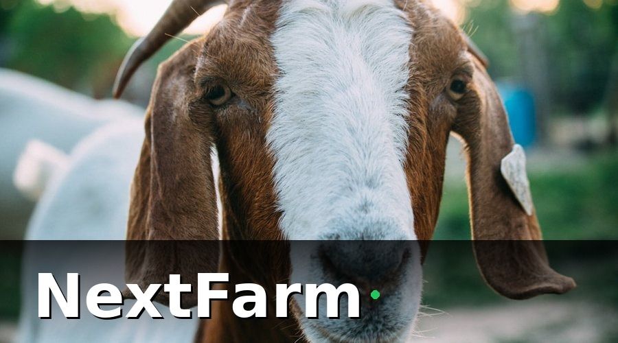 NextFarm — 1. Tại sao trang trại dê cừu khó vay vốn ngân hàng hơn các vật nuôi khác?