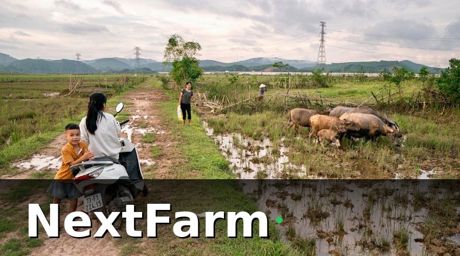 NextFarm — Tại sao trang trại nuôi heo khó tiếp cận vốn vay ngân hàng?