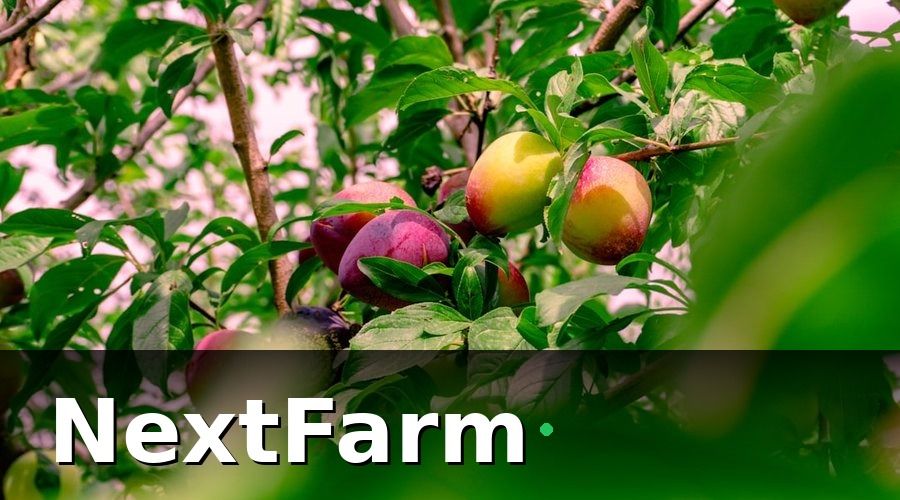 NextFarm — Tại sao chủ vườn cây ăn quả cần vốn vay ngân hàng?