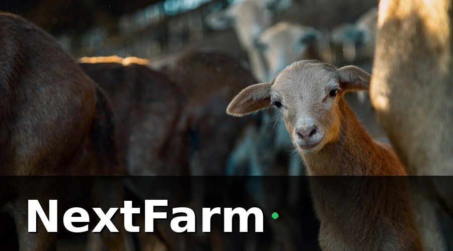 NextFarm — 1. Tự Động Hóa Chuồng Trại — Không Còn Là Xa Xỉ