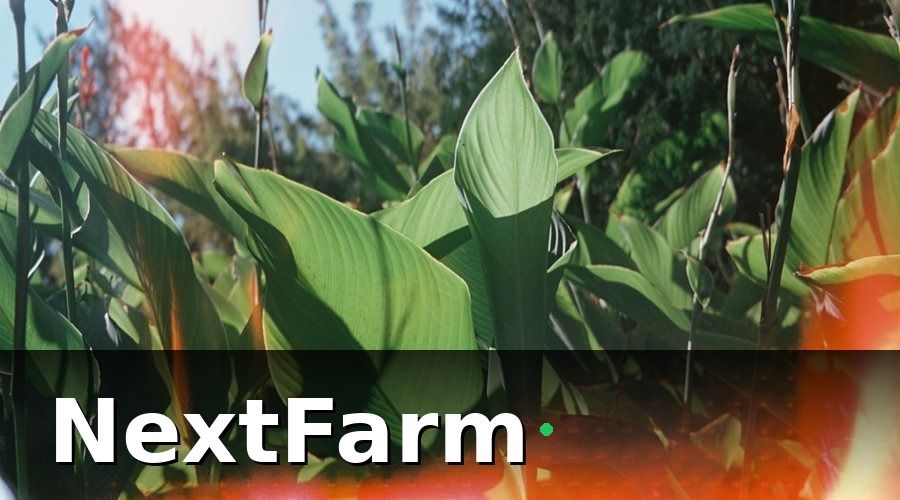 NextFarm — 1. AI giám sát sâu bệnh — từ 