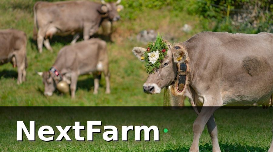 NextFarm — Công nghệ theo dõi sức khỏe đàn bò bằng vòng đeo thông minh