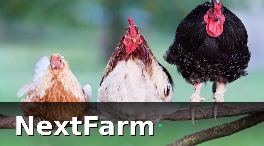 NextFarm — 1. IoT giám sát chuồng trại — từ