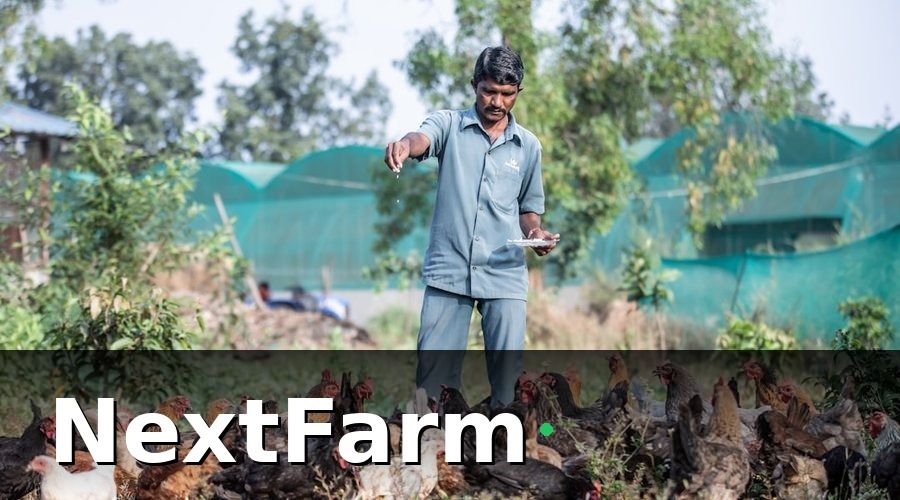 NextFarm — 2. AI phát hiện bệnh sớm — 3 giây biết gà có vấn đề gì