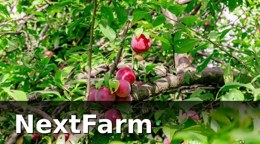 NextFarm — 1. IoT cảm biến: Theo dõi vườn 24/7, ngay cả khi mất sóng