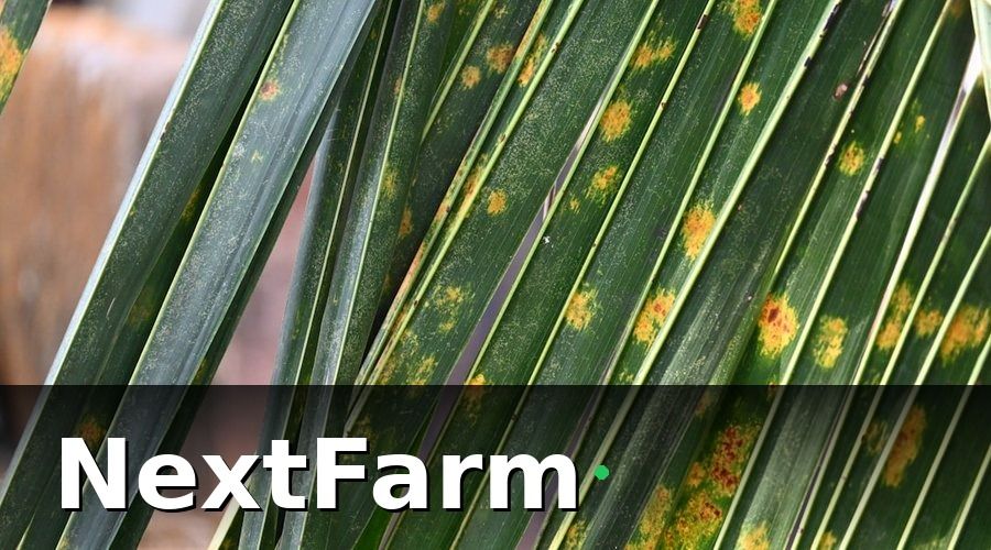 NextFarm — 2. AI phát hiện sâu bệnh: Chẩn đoán chính xác trong 3 giây