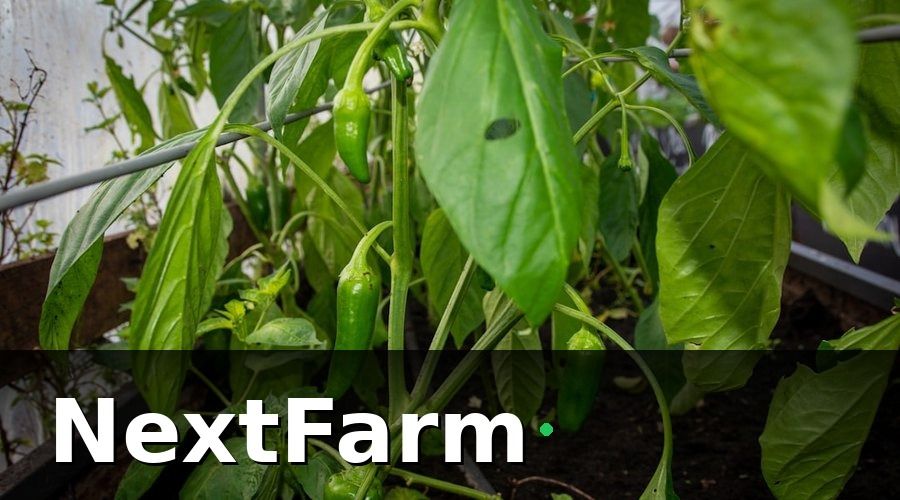 NextFarm — 3. Hệ thống tưới thông minh — Tiết kiệm nước, bảo vệ vùng rễ