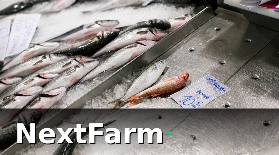NextFarm — Quy trình chuẩn bị hồ sơ xuất khẩu ao nuôi theo từng bước