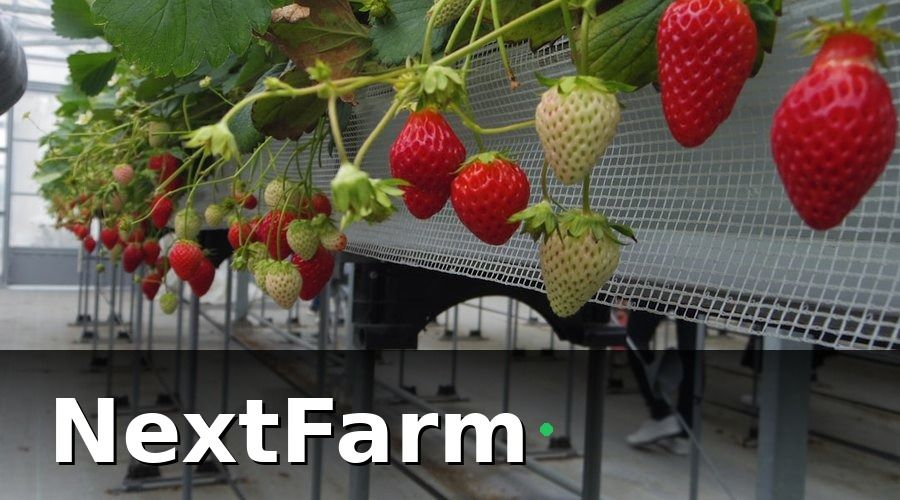 NextFarm — Quy trình từng bước để chuẩn bị xuất khẩu rau thủy canh