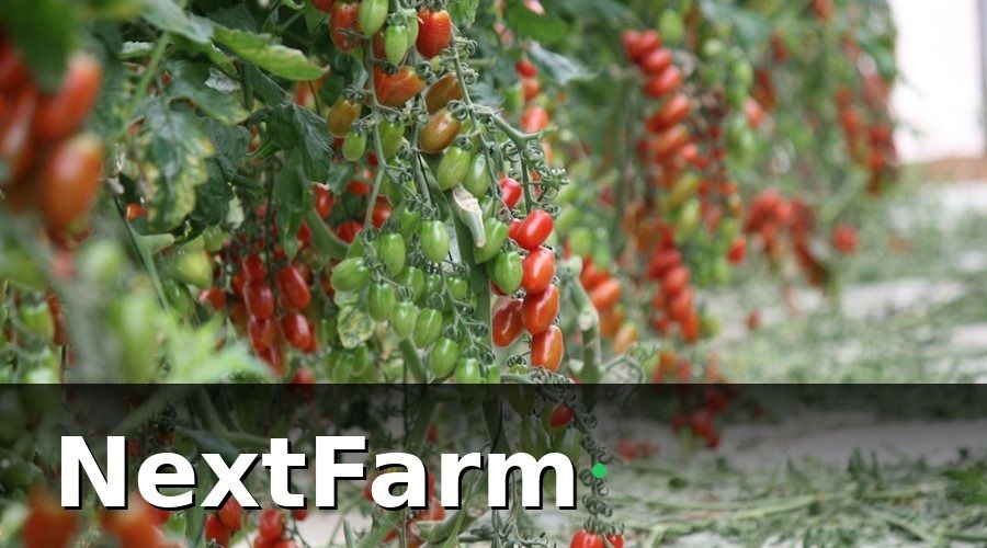 NextFarm — Tại sao xuất khẩu thủy canh cần chứng nhận quốc tế?