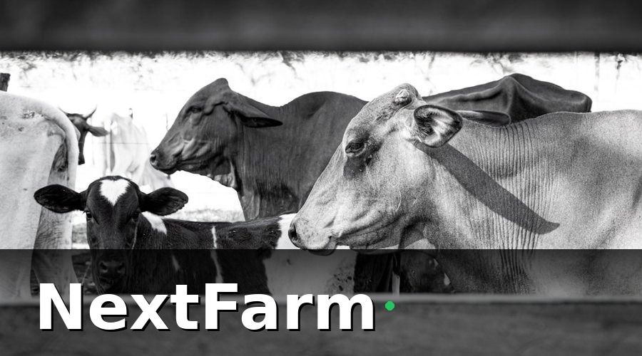 NextFarm — Tại sao xuất khẩu trang trại bò sữa đang là xu hướng tất yếu?
