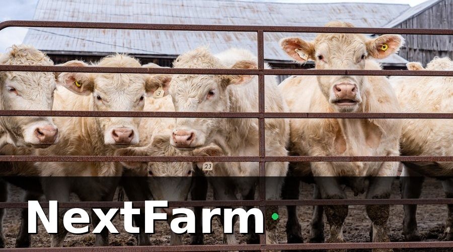 NextFarm — Tại sao xuất khẩu bò thịt ngày càng hấp dẫn?