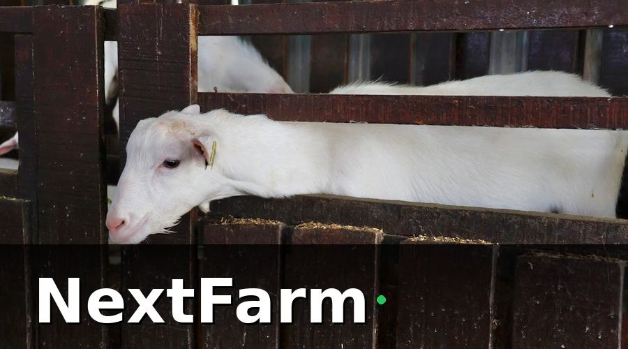 NextFarm — Tại sao xuất khẩu sản phẩm dê cừu ngày càng tiềm năng?