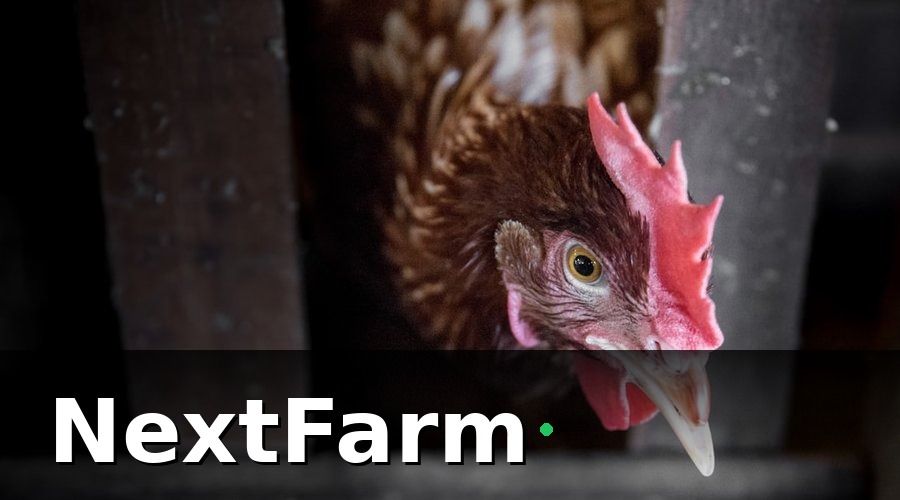 NextFarm — Tại sao chứng nhận lại quan trọng trong xuất khẩu sản phẩm gà?