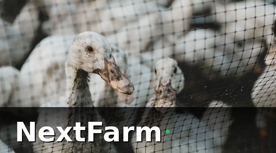 NextFarm — Các chứng nhận bắt buộc khi xuất khẩu sản phẩm từ trang trại gà