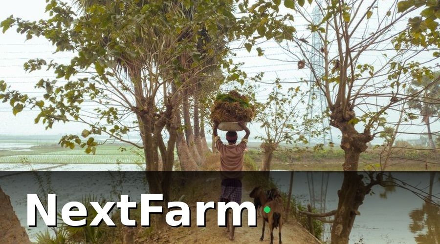 NextFarm — Lộ trình thực tế để trang trại heo đạt chuẩn xuất khẩu