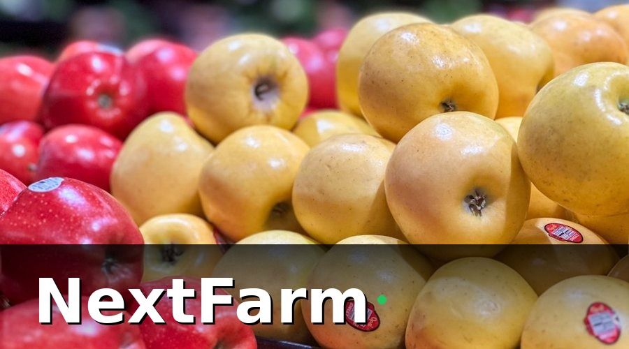 NextFarm — Tại sao xuất khẩu vườn cây ăn quả ngày càng khó hơn?