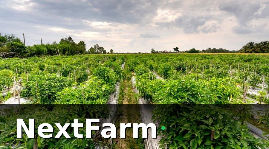 NextFarm — Vì sao chứng nhận là điều kiện tiên quyết để xuất khẩu vườn tiêu?